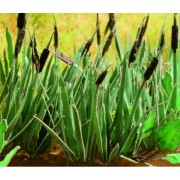 Ziterdes: Roseau (16 pcs.) pas cher